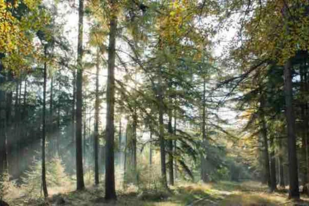 Chalet Midden In De Natuur! Anloo Ngoại thất bức ảnh